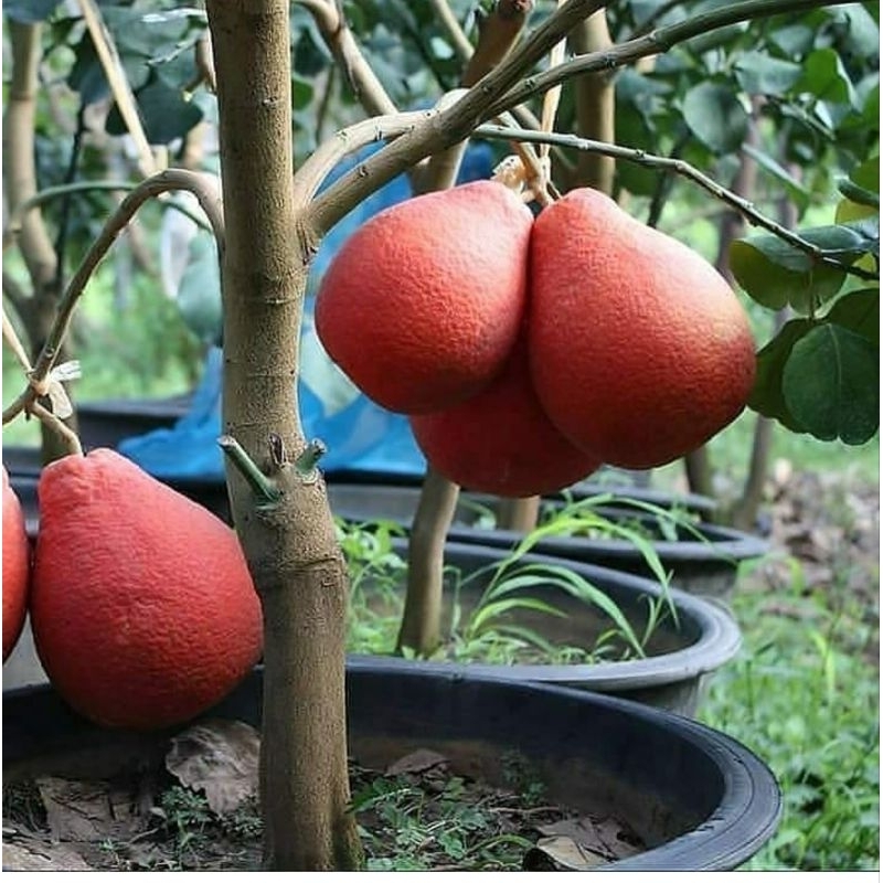 Bibit buah jeruk red pamelo okulasi siap berbuah (Bisa COD)