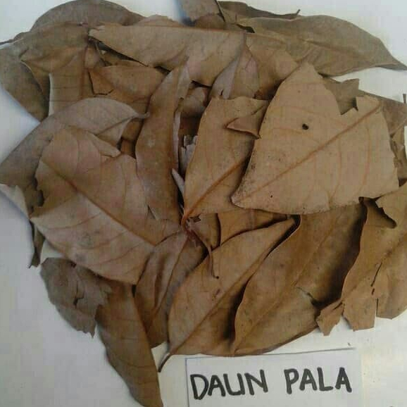 

MURAH DAUN PALA KERING HERBAL-1 KG