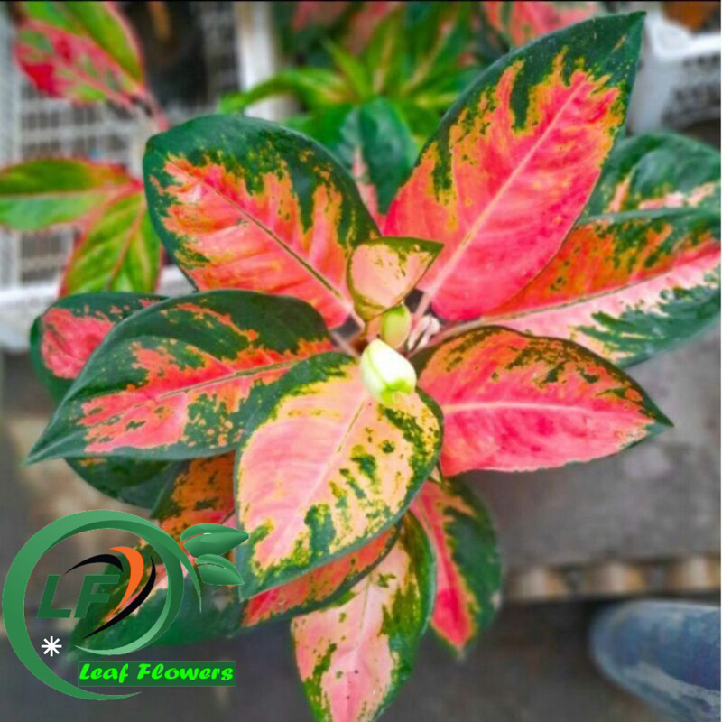 (BISA COD) PROMO Aglonema red kochin dewasa - tanaman hias aglonema red kochin