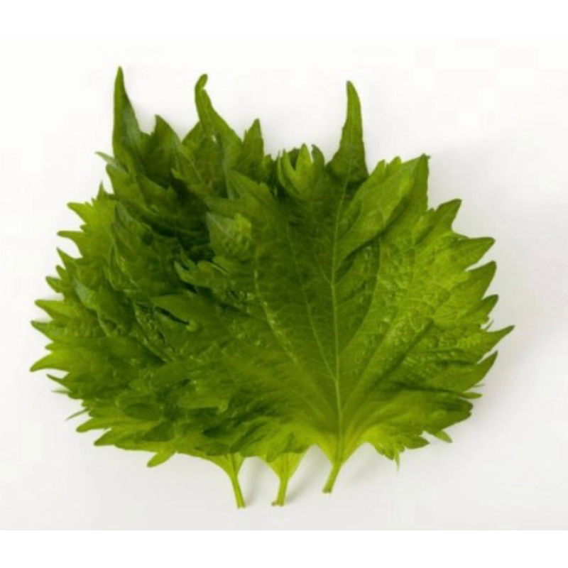 

Daun Obha 1 Pack