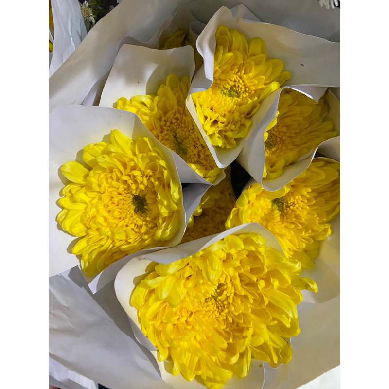 Bunga Krisan Potong Segar 1 ikat ( Kuning )