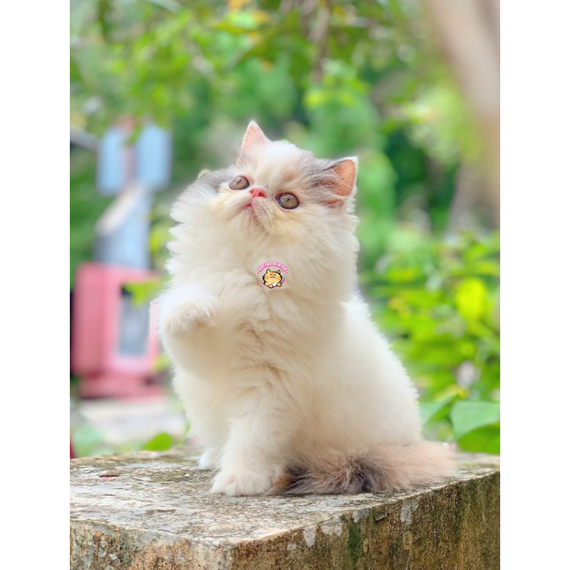 KUCING PEAKNOSE CALICO VAN SUPER