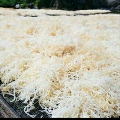 

rumput laut segar