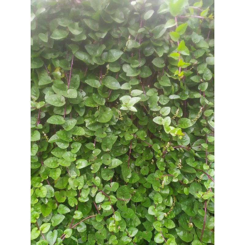 Daun Binahong Merah