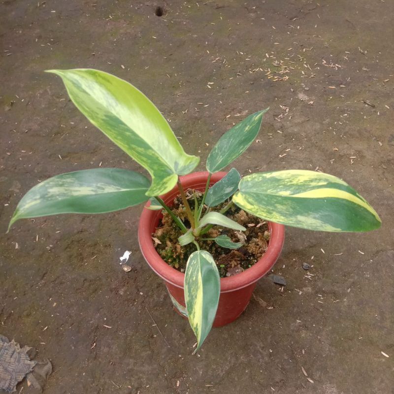 flobe varigata