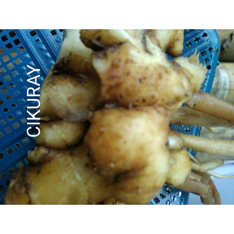 

Lempuyang segar 1kg