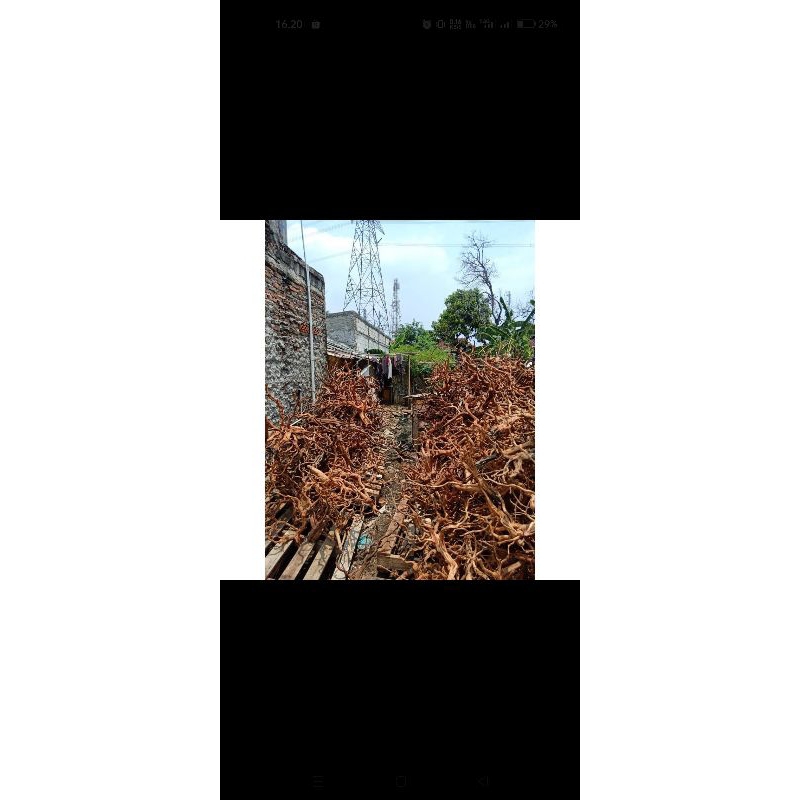 Kayu Rasamala Aquascape