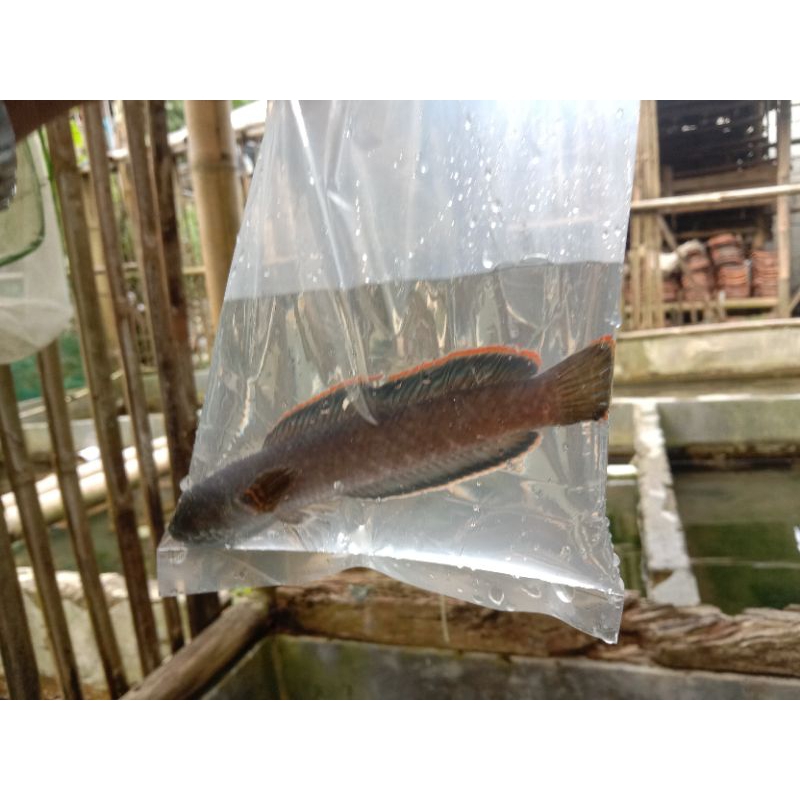 limbata size 17/20 cm