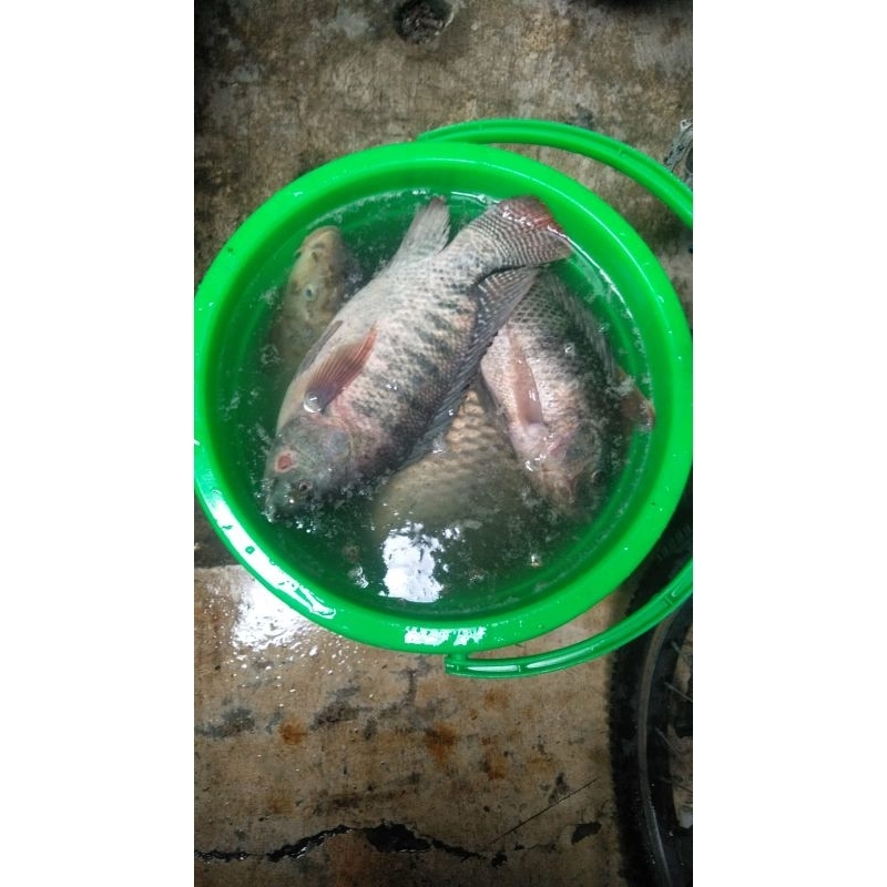 ESSEN IKAN UMPAN PANCING NILA MAS JEDUD FISH ATTRACTANT