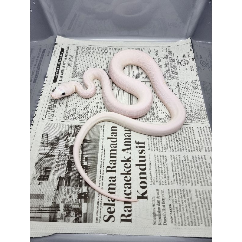 retic leucistic / lucy