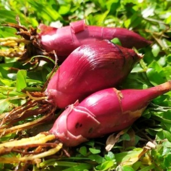 2 bibit bawang dayak bibit tanaman bawang bibit bawang dayak bawang merah bawang goreng