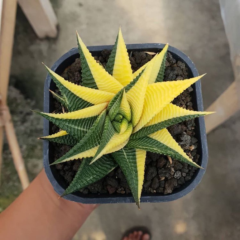 Haworthia Fasciata Variegata | Indukan | Size pot 10 cm | Paket Kaktus Sukulen Satuan Bebas Pilih Je