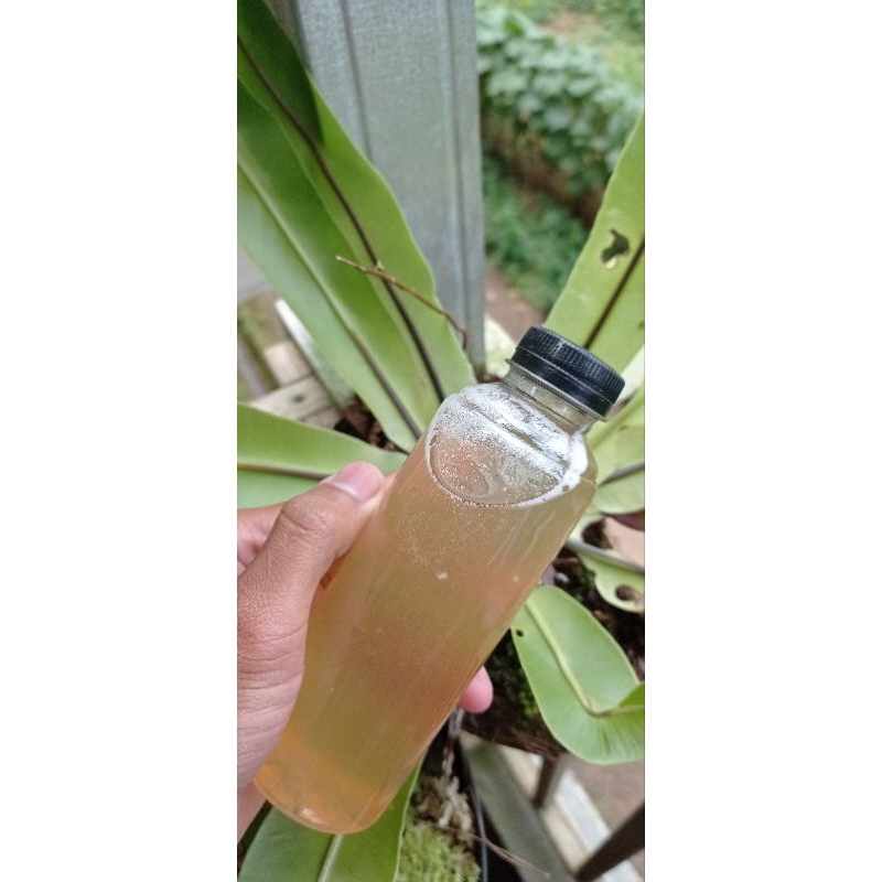 

AIR NIRA AREN 100% ASLI/AIR POHON NIRA/ OBAT HERBAL/250ML