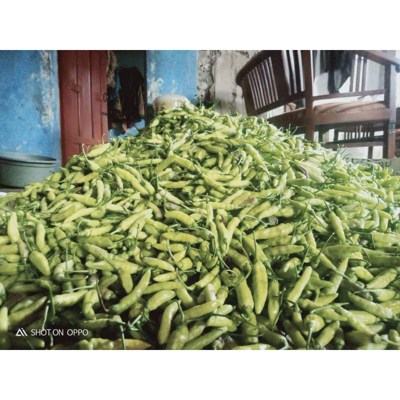 

cabe rawit super hijau putih 1000gr
