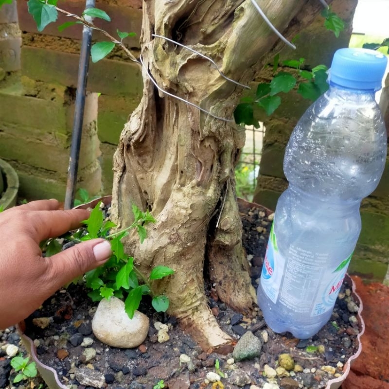 bahan bonsai wareng bintang