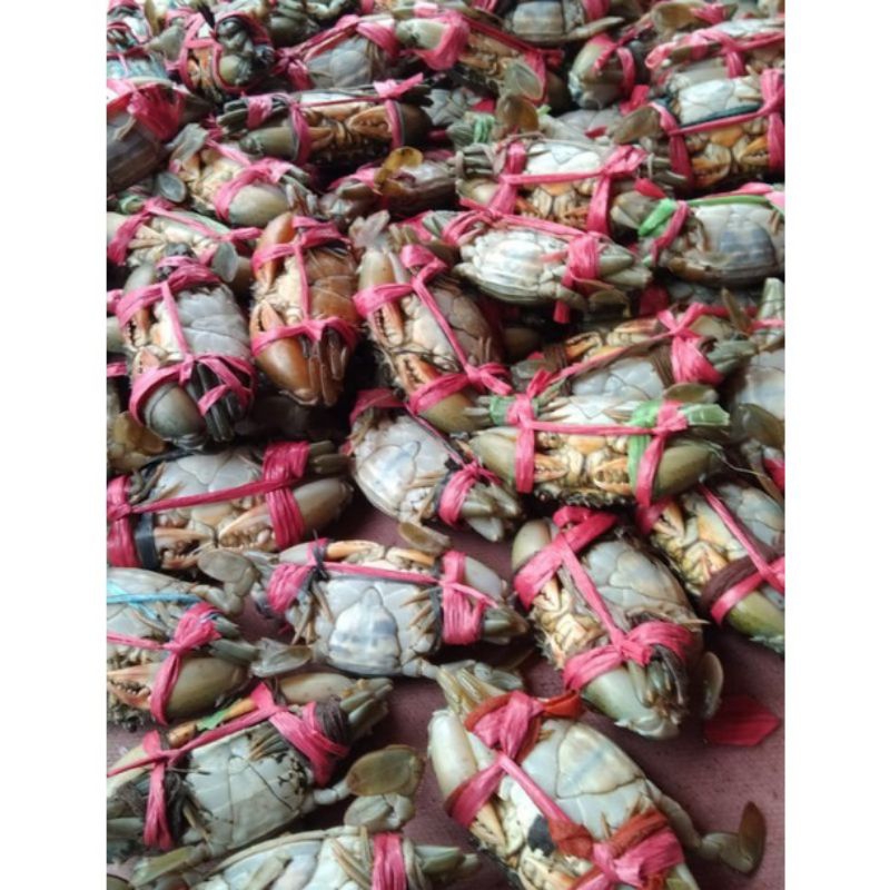

Kepiting Lemu Bertelur (Fresh Langsung Dari Tambak)