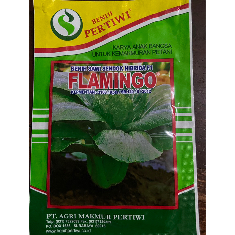 Benih Sawi sendok Flamingo