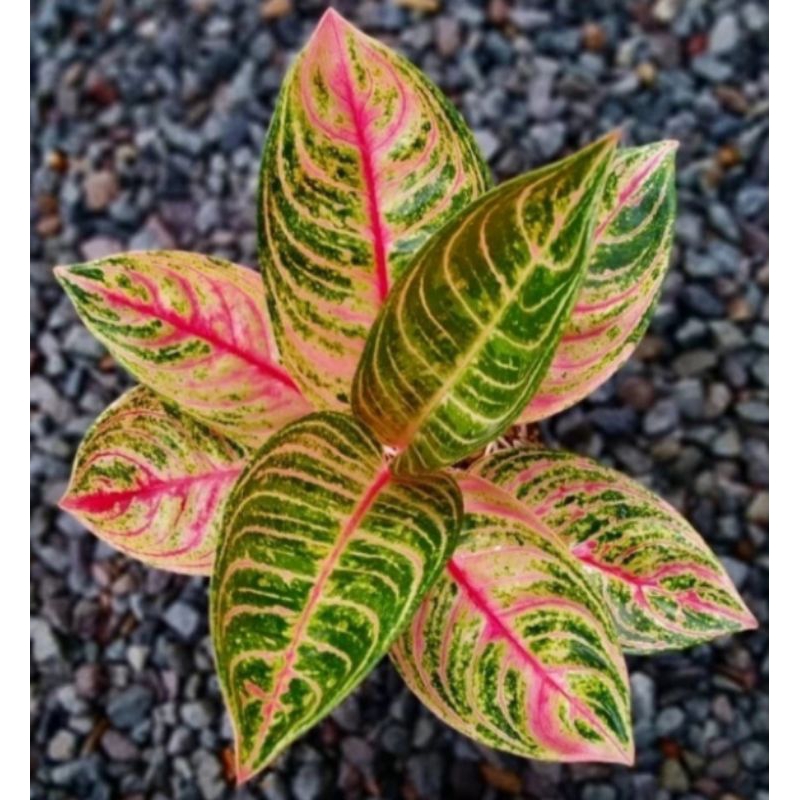 baby aglonema madam Suroyo