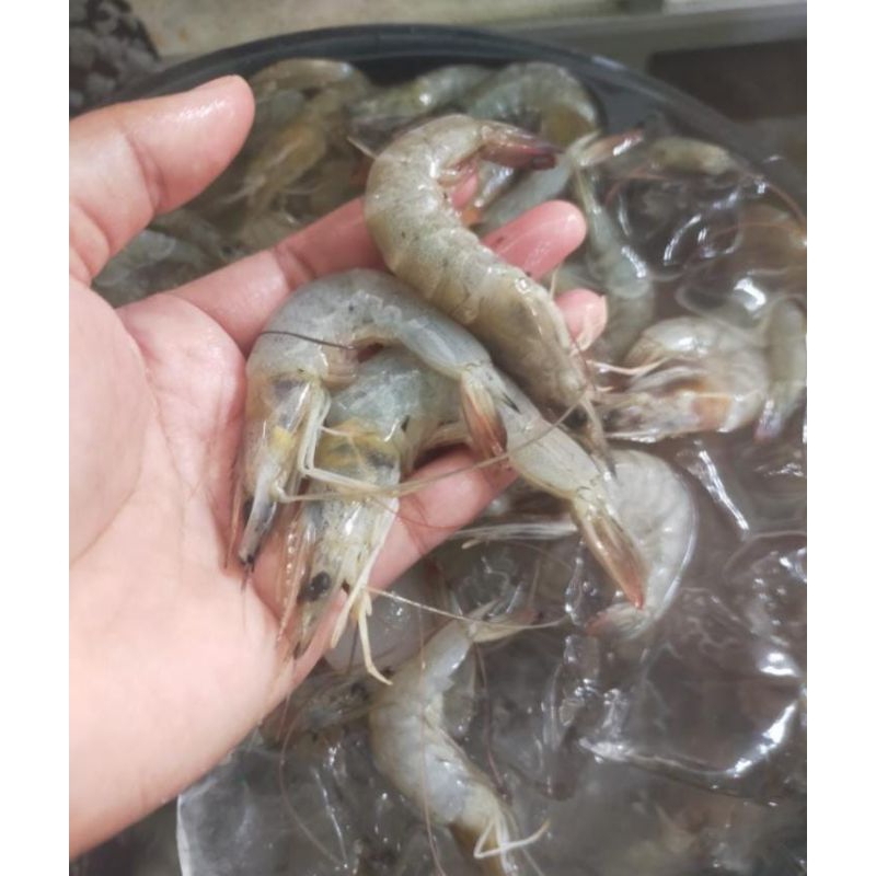 

Udang Peci 1 Kg