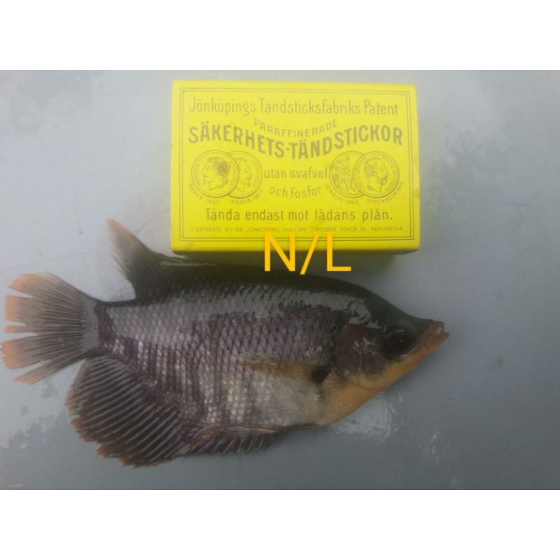 bibit ikan gurame soang, ikan gurame ukuran korek kayu, gurame unggulan hidup, bibit gurame cepat be