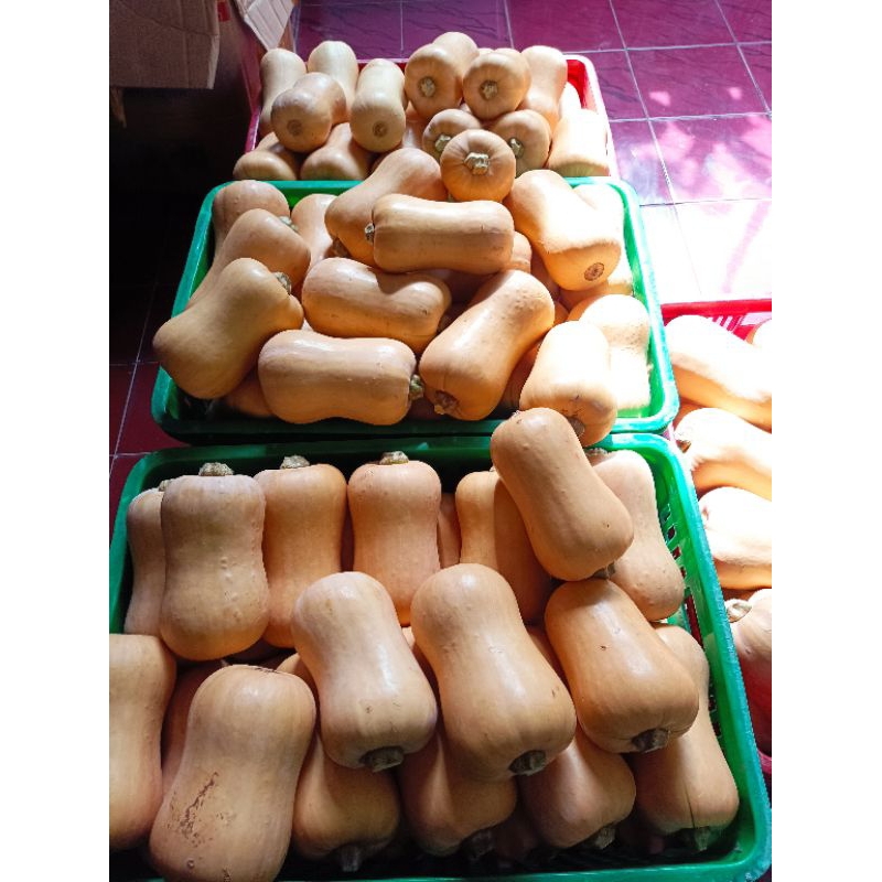 

Butternut Pumpkin