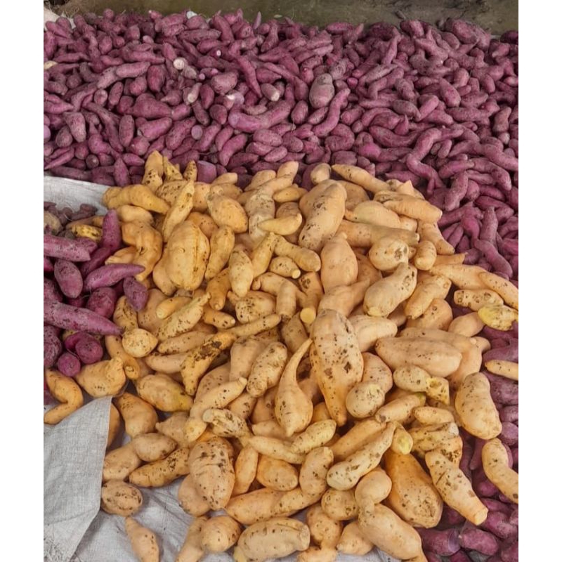 Ketela Ungu - Cilembu / Telo ungu / Telo madu / Ubi jalar