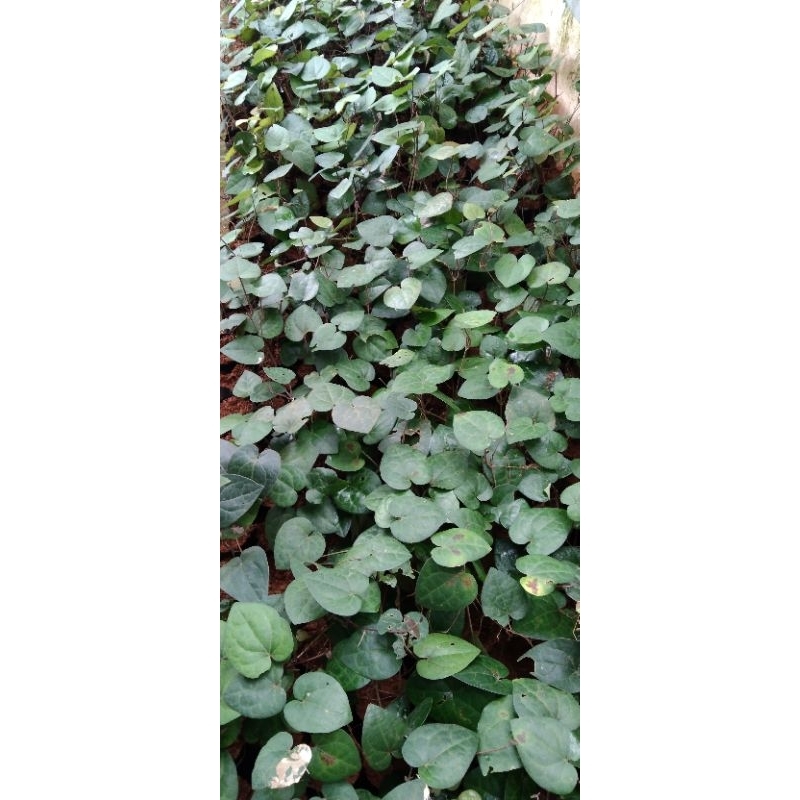 bibit kemukus/rinu super  jenis sulur bawah