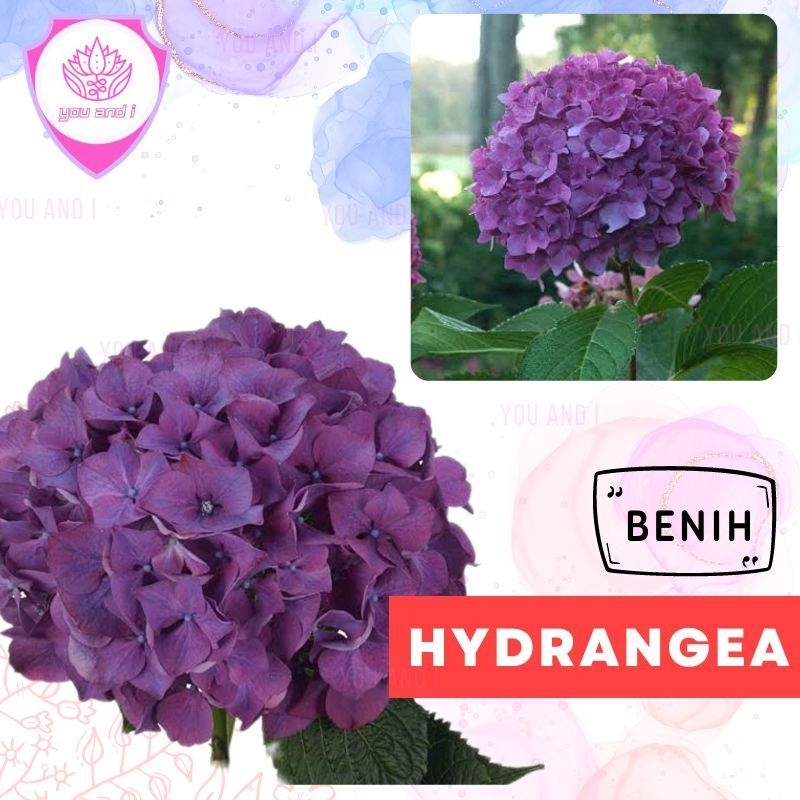 Benih HYDRANGEA PURPLE - Biji Bibit Bunga Bokor