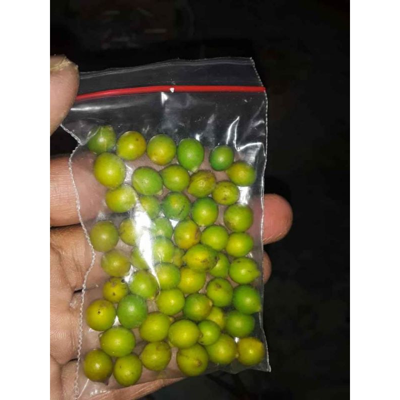 biji lohansung jenis mawar harga promo isi 100 biji