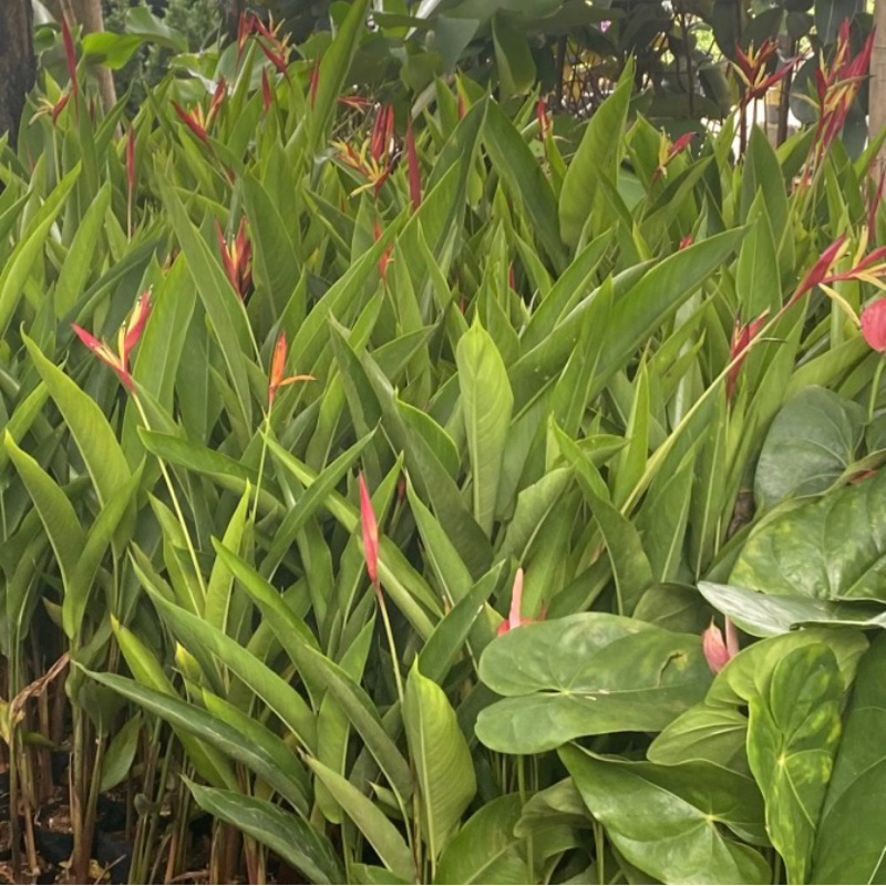 Tanaman hias heliconia pisang pisangan heliconia // bird of paradise