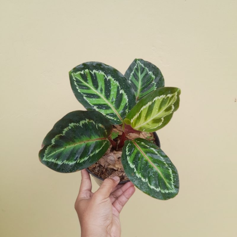 Calathea Linden
