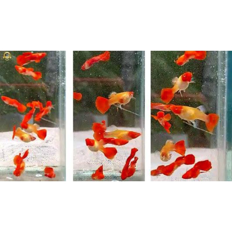 Guppy albino Koi 1 pasang