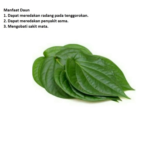 

Daun sirih Hijau Segar 10 Lembar/Obat Herbal