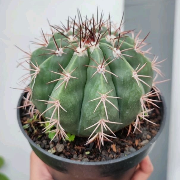 Melocactus Conoideus | DP 12cm | Kaktus