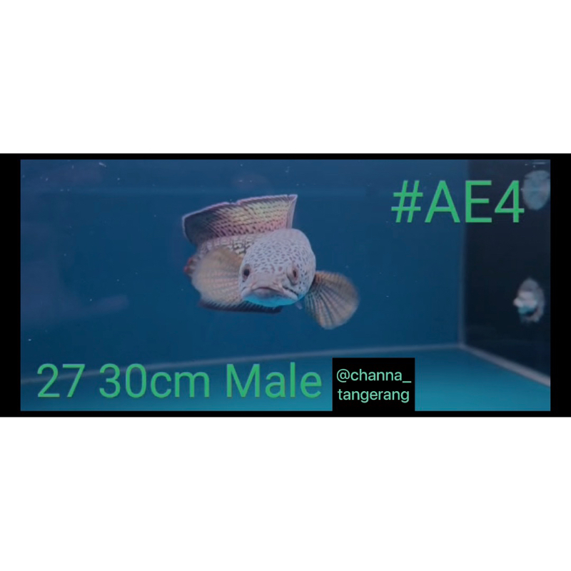 Channa Barca #AE4 Male 27-30cm