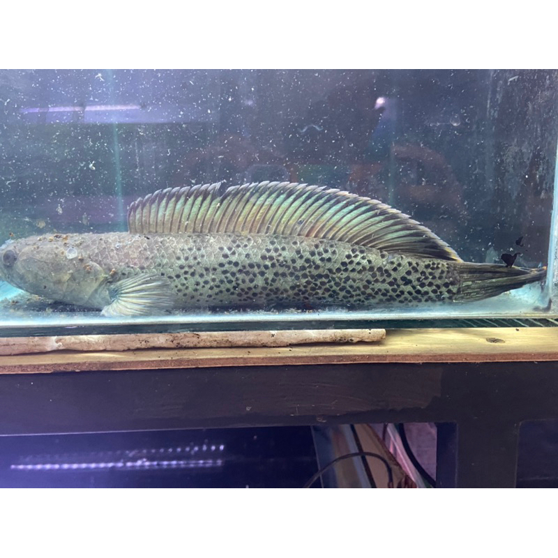 promo stewarti sepasang pair & proven sz 25-28cm