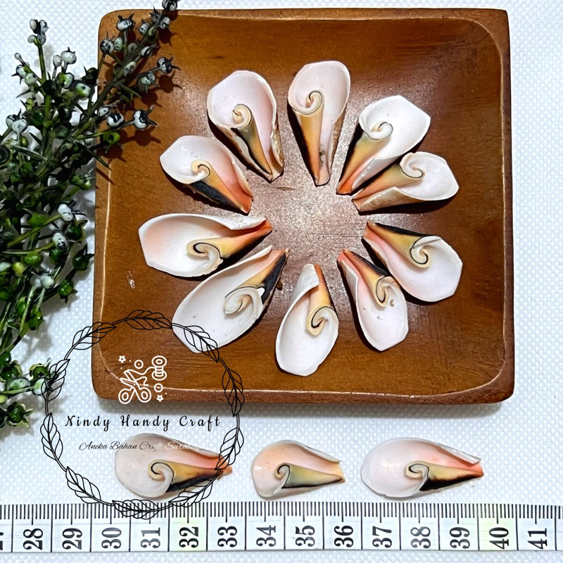 10pcs Cangkang Kerang Kupasan Kuping Untuk Craft - Kerang - Kulit Kerang - Kerang Kupas S3