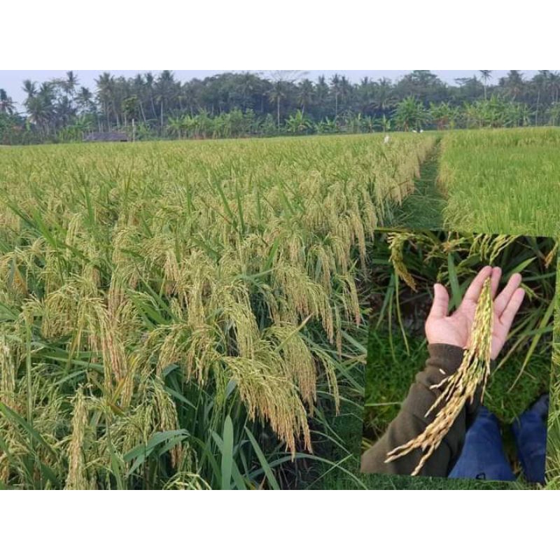 Benih padi hms 700 5kg