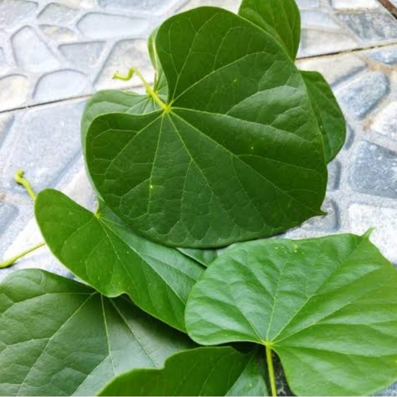 

Daun botrowali segar 50lbr