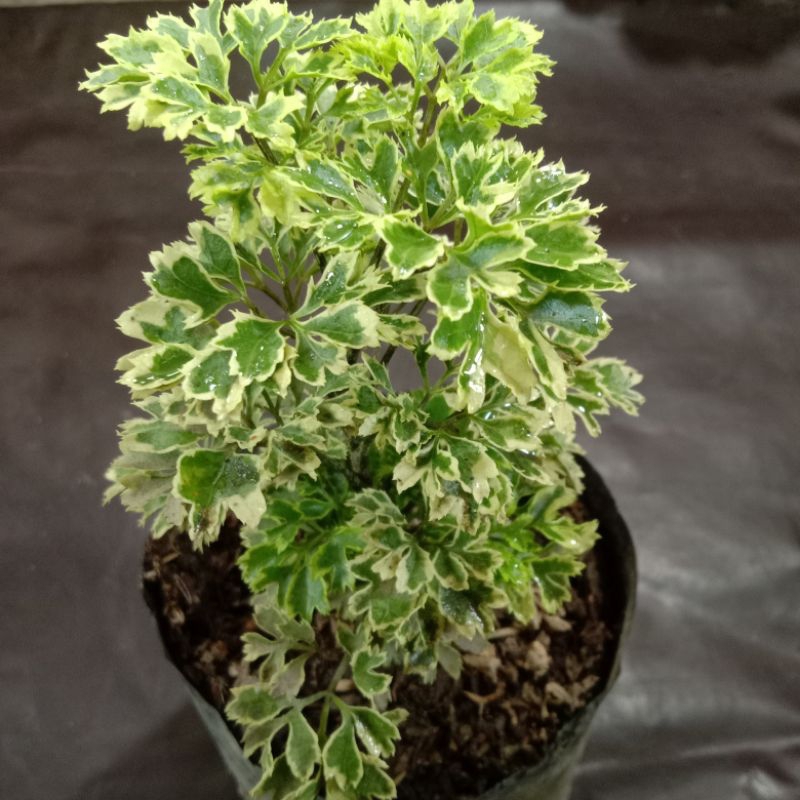 tanaman ikra ikri.kedongdong laut