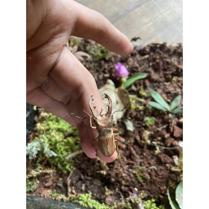 kumbang capit /  kumbang tanduk / cyclommatus dehaani hidupan satu pasang