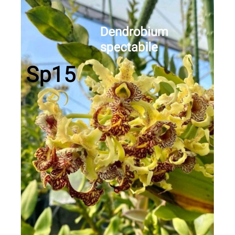 Bibit botolan anggrek spesi ORIGINAL bukan hasil silangan