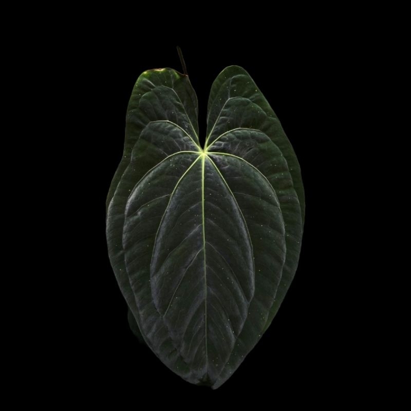 anthurium Dark Phoenix Ori Selfing