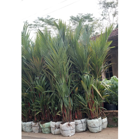 Palem Merah Pinang Merah 2-3 Meter Aneka Bibit