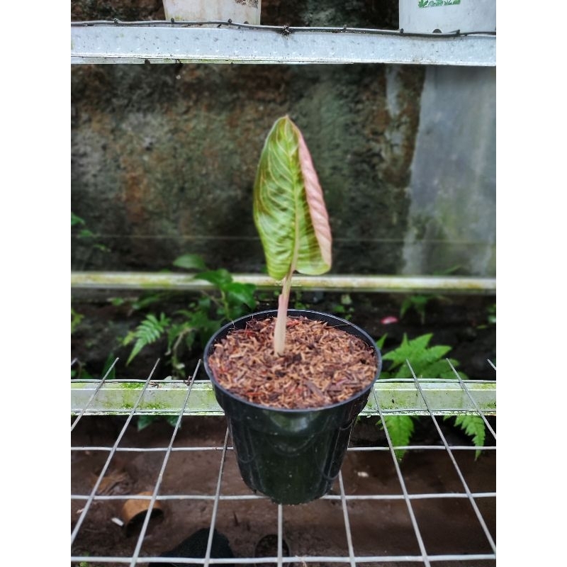 Aglaonema Marsha Anjani