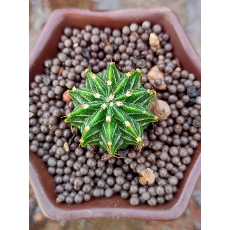 LB 2178 ORI//GYMNOCALYCIUM//MIHANOVICHI//KAKTUS//KAKTUS MINI//KAKTUS HIAS//POTELAN//OWNROOT//