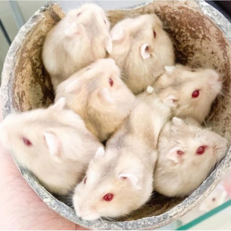 Hamster Winter White Argente & Tiger