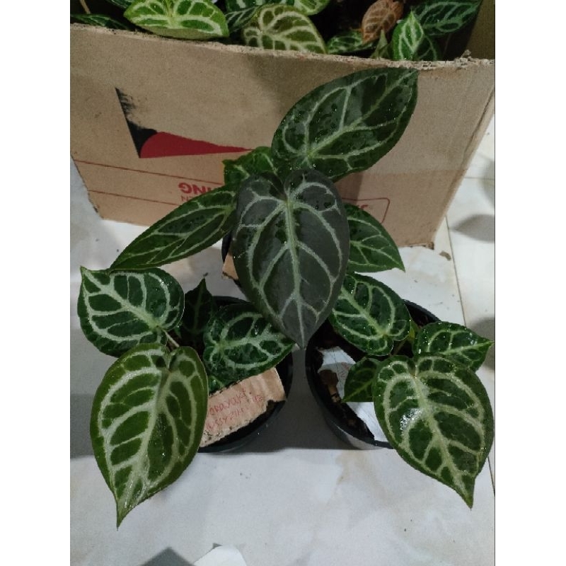 Anthurium Gladiator dan silver hope x forgetii
