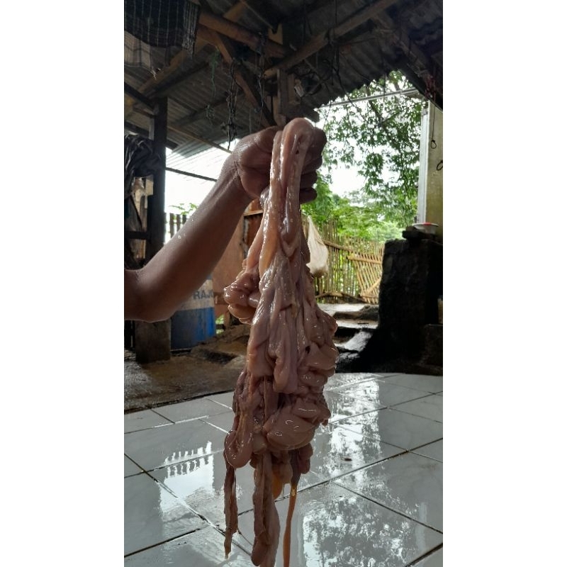 

usus kambing bersih