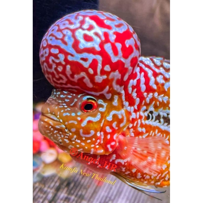 HR-Burayak vip king kamfa f2 golden red ferrari thailand